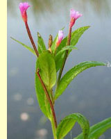 Кипрей болотный (Epilobium palustre L.) Кипрей болотный (Epilobium palustre L.)